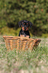 German Pinscher Puppy