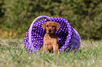 German Pinscher Puppy