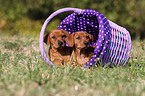 German Pinscher Puppies