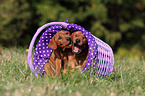 German Pinscher Puppies