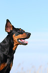 German Pinscher Portrait