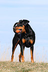 German Pinscher