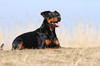 lying German Pinscher