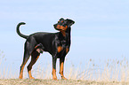 German Pinscher