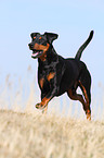 running German Pinscher