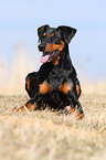 lying German Pinscher