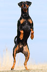 jumping German Pinscher