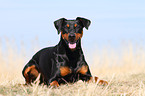 lying German Pinscher