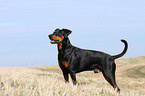 German Pinscher