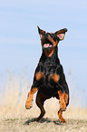 running German Pinscher