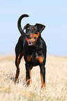 German Pinscher