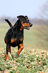 German Pinscher