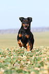 German Pinscher