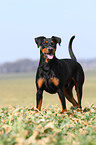 German Pinscher