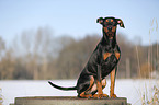 German Pinscher in snow