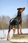 German Pinscher in snow