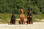 3 German Pinscher