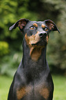 German Pinscher Portrait