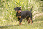 German Standard Pinscher Puppy