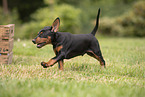 German Standard Pinscher Puppy