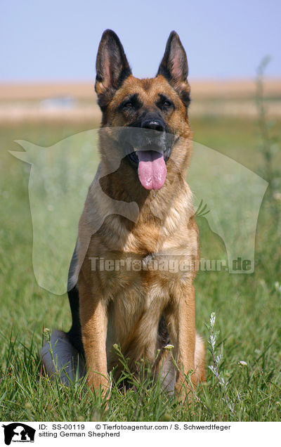 sitzender Deutscher Schferhund / sitting German Shepherd / SS-00119