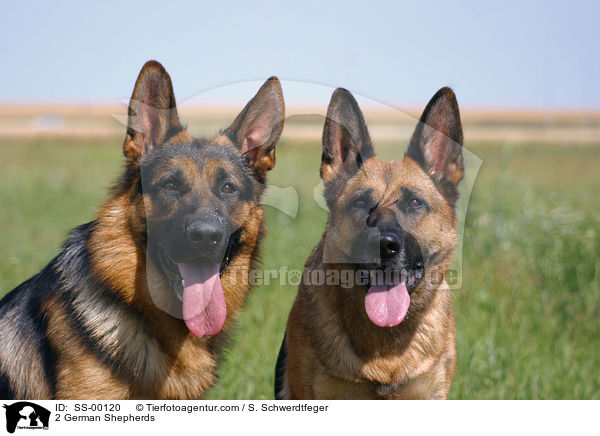 2 German Shepherds / SS-00120