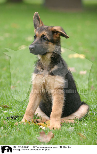 sitzender Deutscher Schferhund Welpe / sitting German Shepherd Puppy / RR-00788