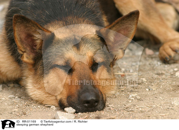 schlafender Deutscher Schferhund / sleeping german shepherd / RR-01169