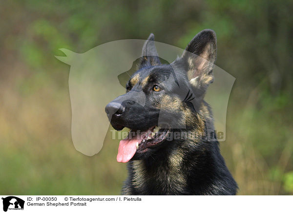 Deutscher Schferhund Portrait / German Shepherd Portrait / IP-00050