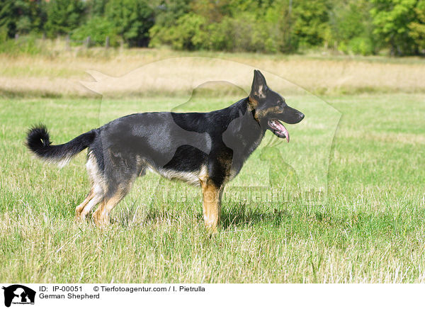 Deutscher Schferhund / German Shepherd / IP-00051