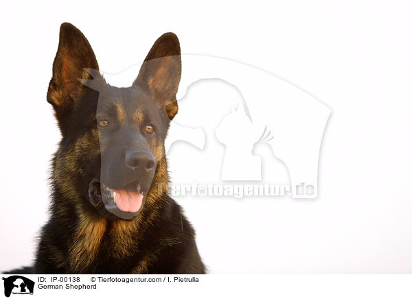 Deutscher Schferhund im Portrait / German Shepherd / IP-00138