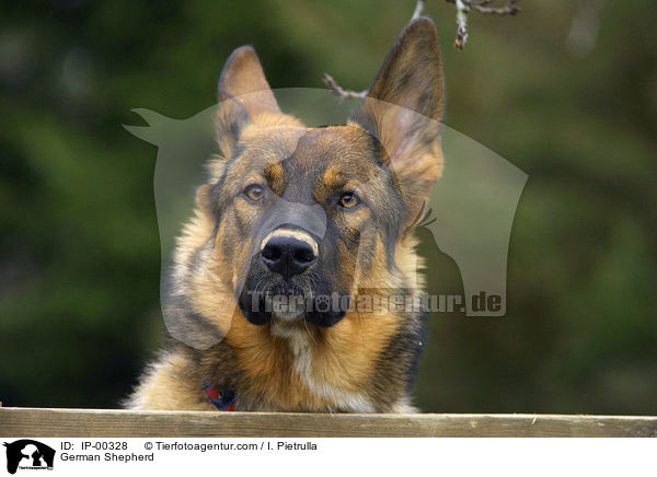 Portrait eines Deutschen Schferhundes / German Shepherd / IP-00328