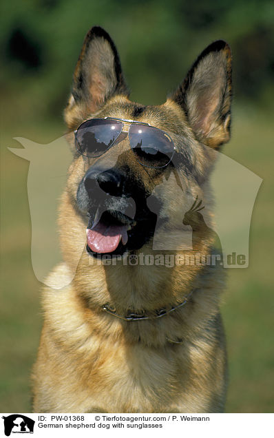 German shepherd dog with sunglasses / PW-01368