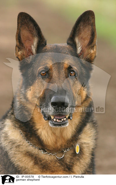 Schferhund im Portrait / german shepherd / IP-00578