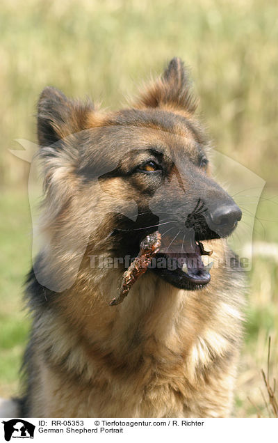 Deutscher Schferhund / German Shepherd Portrait / RR-05353
