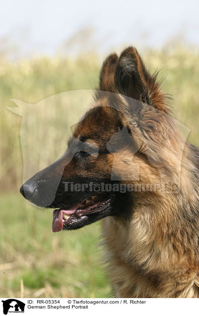 Deutscher Schferhund / German Shepherd Portrait / RR-05354