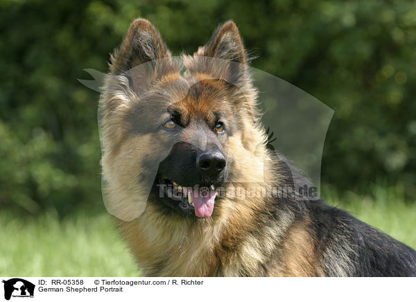 Deutscher Schferhund / German Shepherd Portrait / RR-05358