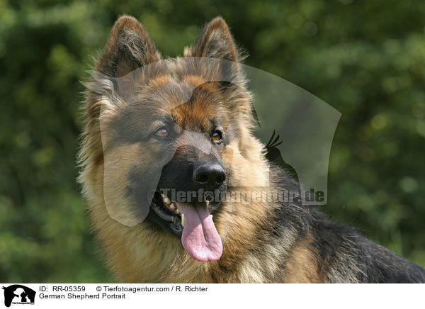 Deutscher Schferhund / German Shepherd Portrait / RR-05359