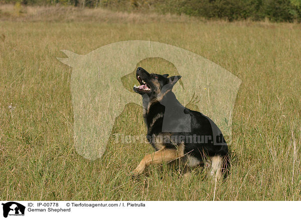 Deutscher Schferhund / German Shepherd / IP-00778