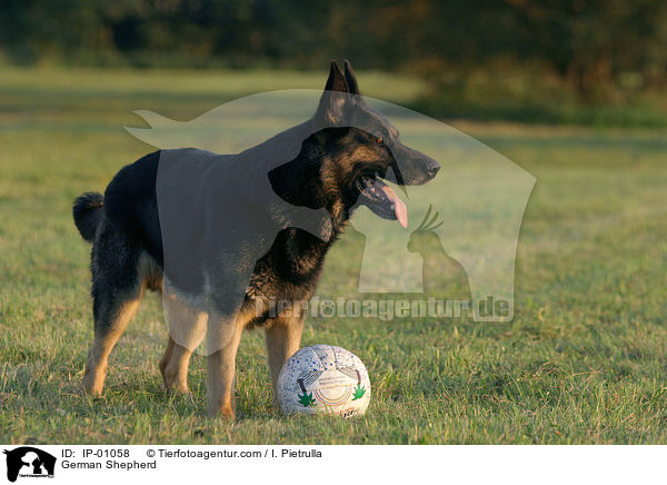 Deutscher Schferhund / German Shepherd / IP-01058