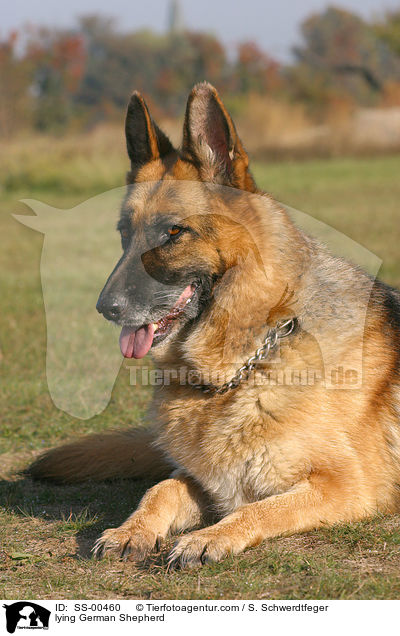 liegender Deutscher Schferhund / lying German Shepherd / SS-00460
