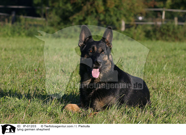 Schferhund liegt auf Wiese / lying german shepherd / IP-01203