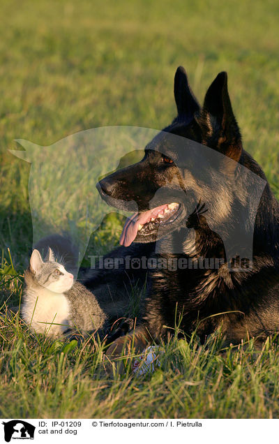 Hund und Katze / cat and dog / IP-01209