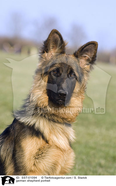 Portrait eines Schferhundes / german shepherd portrait / SST-01094