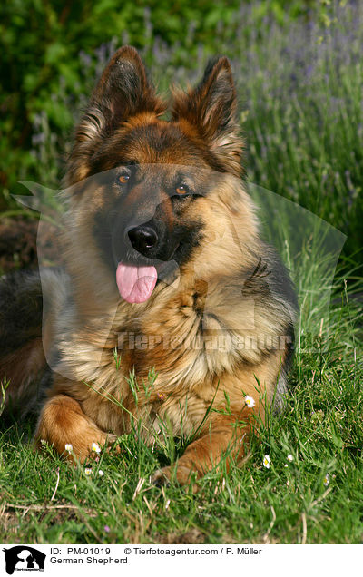 Deuscher Schferhund / German Shepherd / PM-01019