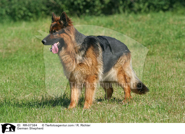 Deutscher Schferhund / German Shepherd / RR-07384