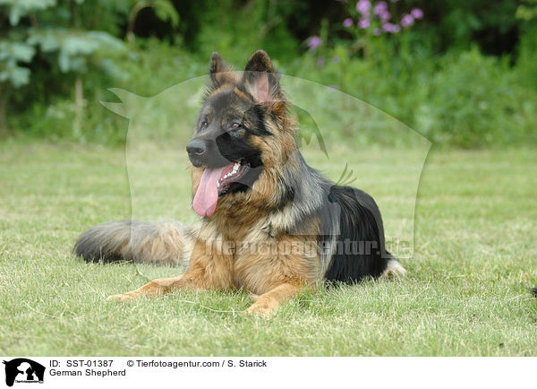 Deutscher Schferhund / German Shepherd / SST-01387