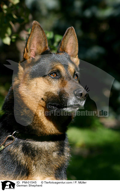 Deutscher Schferhund / German Shepherd / PM-01545