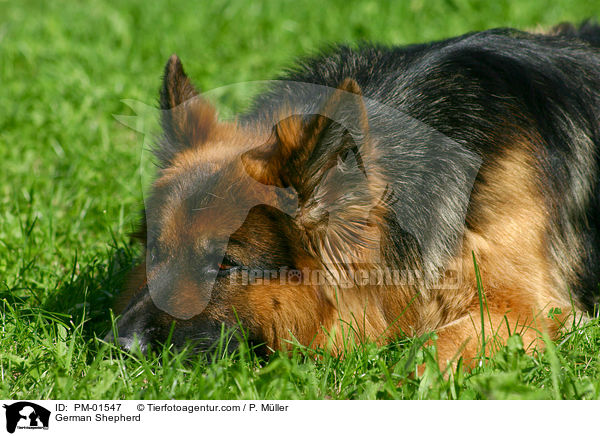 Deutscher Schferhund / German Shepherd / PM-01547