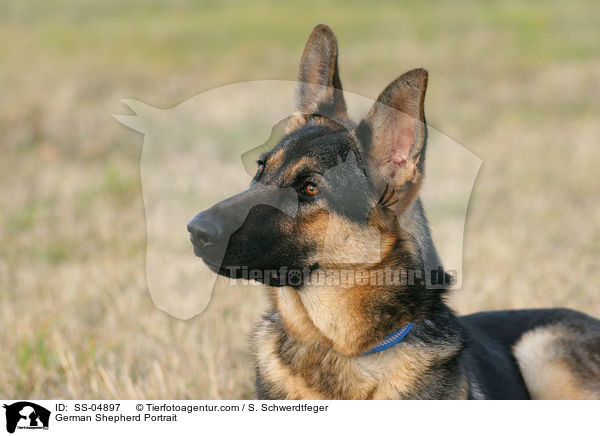 German Shepherd Portrait / SS-04897